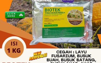 TERLARIS! 0813*2747*3262, GROSIR Biotek Trichoderma Kepahiang, Fungisida Trichoderma Kepahiang, Fungisida Hayati Trichoderma Bengkulu Tengah