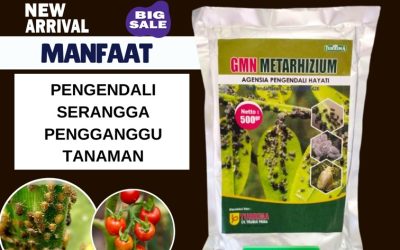 BISA COD! 0813-2747-3262, TOKO Insektisida Alami Baureno, Metarhizium Kanor, Metarhizium Anisopliae Sumberejo