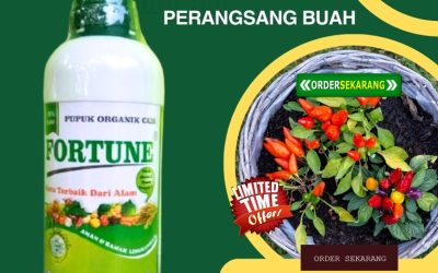 BISA COD! 0813-2747-3262, TOKO Pupuk Organik Cabe Brebes, Pupuk Cabe Cilacap, Pupuk Organik Cair Fortune Demak