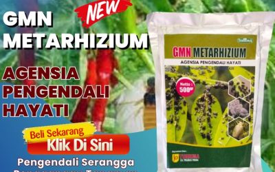 TERBUKTI AMAN! 0813-2747-3262, SUPPLIER Metarhizium Kanor, Metarhizium Anisopliae Sumberejo, Obat Pembasmi Hama Cermee