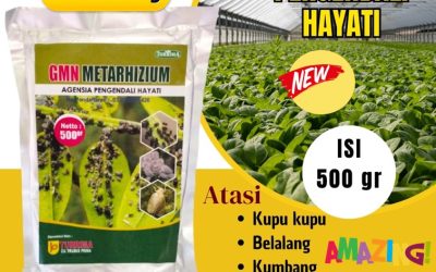 TERLARIS! 0813-2747-3262, PRODUSEN Metarhizium Anisopliae Sumberejo, Obat Pembasmi Hama Cermee, Obat Hama Wringin