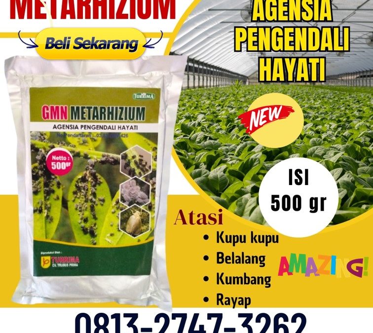TERLARIS! 0813-2747-3262, PRODUSEN Metarhizium Anisopliae Sumberejo, Obat Pembasmi Hama Cermee, Obat Hama Wringin