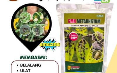 KUALITAS TERUJI! 0813-2747-3262, PUSAT Obat Pembasmi Hama Cermee, Obat Hama Wringin, Pembasmi Hama Balongpanggang