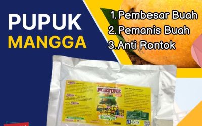 KUALITAS TERUJI! 0813-2747-3262, PUSAT Pupuk Mangga Purwodadi, Pupuk Buah Mangga Jepara, Pupuk Booster Mangga Karanganyar