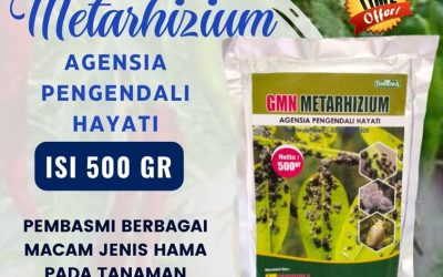 ASLI! 0813-2747-3262, GROSIR Pembasmi Hama Balongpanggang, Insektisida Dukun, Insektisida Hayati Benjeng