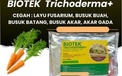 LEGALITAS KEMENTAN! 0813*2747*3262, PUSAT Fungisida Hayati Trichoderma Kampung Melayu, Fungisida Tricoderma KandangKandang, Biotek Trichoderma Muara Bangka Hulu