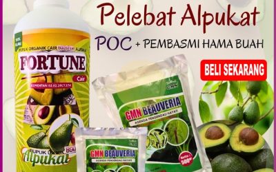 ORGANIK! 0812-2882-4834, AGEN Pupuk Alpukat Terbaik di Lampung Utara