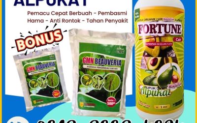 PASTI SUBUR! 0812-2882-4834, AGEN Pupuk Dan Obat Hama Alpukat di Lampung Barat
