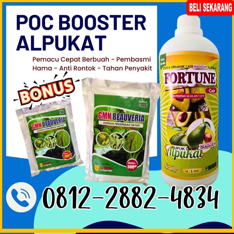 AGEN Pupuk Dan Obat Hama Alpukat di Lampung Barat