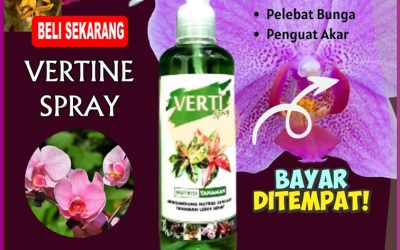 PASTI SUBUR! 0812-2882-4834, AGEN Verti Spray Pupuk Daun Terbaik Ketapang