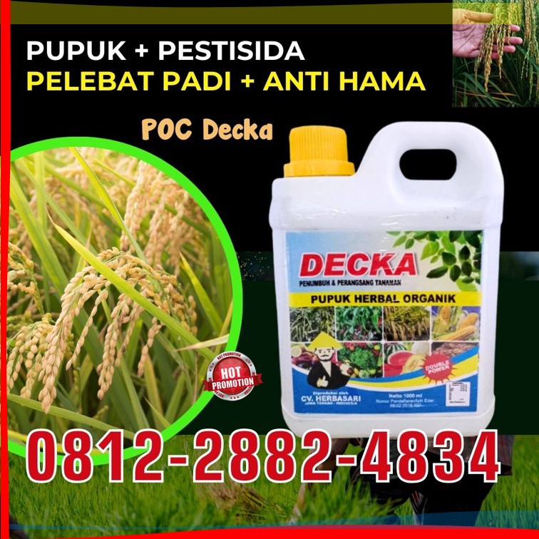 AGEN Pupuk Padi Terbaik Kalukku