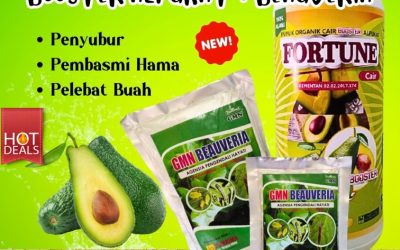 SEDANG DISKON! 0812-2882-4834, JUAL Pupuk Dan Obat Hama Alpukat Di Kalianda