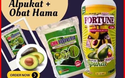 ANTI HAMA! 0812-2882-4834, PUSAT Pupuk Alpukat di Lampung Selatan