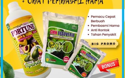 BISA COD! 0812-2882-4834, TOKO Pupuk Buah Alpukat di Liwa