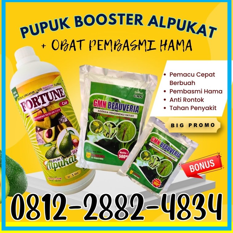 TOKO Pupuk Buah Alpukat di Liwa