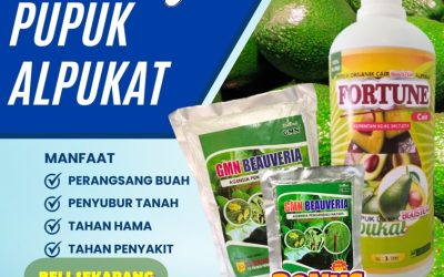 SEDANG PROMO! 0813-2747-3262, PRODUSEN Pupuk Alpukat Terbaik Kota Agung, Pupuk Alpukat Lampung Timur, Pupuk Dan Obat Hama Alpukat Sukadana