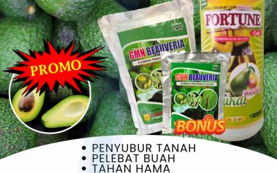 100% ALAMI! 0813-2747-3262, GROSIR Pupuk Buah Alpukat Lampung Utara, Pupuk Booster Alpukat Kotabumi, Pupuk Alpukat Terbaik Lampung Barat