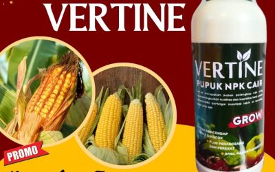 OPEN RESELLER! 0813-2747-3262, HARGA Pupuk Jagung Cair Tolitoli, Pupuk Jagung Terbaik Tolitoli, Pupuk Jagung Buol