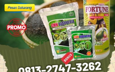 FREE KONSULTASI! 0813-2747-3262, AGEN Pupuk Alpukat Terbaik Lampung Barat, Pupuk Alpukat Liwa, Pupuk Dan Obat Hama Alpukat Tulang Bawang