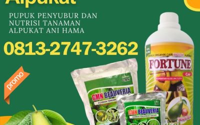 AMANAH! 0813-2747-3262, AGEN Pupuk Dan Obat Hama Alpukat Tulang Bawang, Pupuk Buah Alpukat Menggala, Pupuk Booster Alpukat Tanggamus