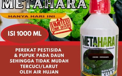 PANEN MELIMPAH! 0813-2747-3262, PUSAT Perekat Insektisida Kota Malang, Perekat Pestisida Kota Mojokerto, Perekat Perata Kota Pasuruan