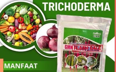 ORGANIK! 0812-2882-4834, AGEN GMN Trichoderma Arosuka