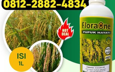 CUMA BULAN INI CALL 0812-2882-4834, GROSIR Pupuk Padi di Aceh Besar