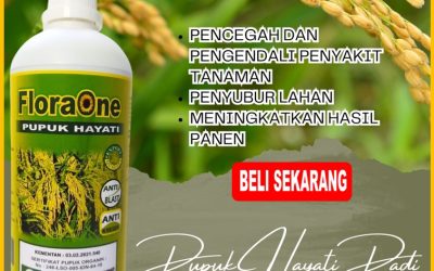 CUMA BULAN INI CALL 0812-2882-4834, SUPPLIER Pupuk Padi di Aceh Tenggara