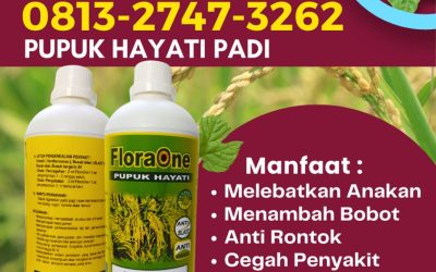 GA MAIN MAIN CALL 0813-2747-3262, GROSIR Trichoderma Untuk Padi Panton Reu, Floraone Pupuk Hayati Samatiga, Pupuk Untuk Padi Sungai Mas