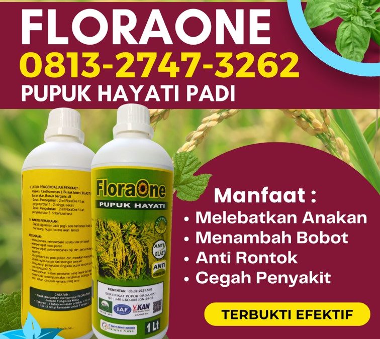 GA MAIN MAIN CALL 0813-2747-3262, GROSIR Trichoderma Untuk Padi Panton Reu, Floraone Pupuk Hayati Samatiga, Pupuk Untuk Padi Sungai Mas