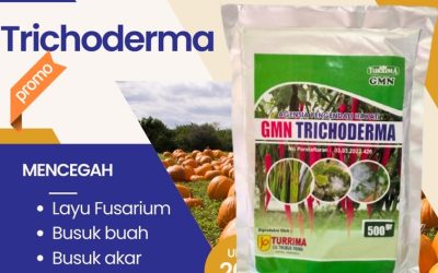 TERLARIS! 0813-2747-3262, PRODUSEN GMN Trichoderma Kota Bukittinggi, Fungisida Kota Payakumbuh, Fungisida Trichoderma Kota Pariaman