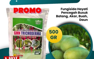 HARGA KHUSUS! 0813-2747-3262, GROSIR Fungisida Hayati Trichoderma Padang Aro, Fungisida Tricoderma Pasaman Barat, GMN Trichoderma Simpang Ampek