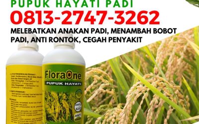 GA MAIN MAIN CALL 0813-2747-3262, DISTRIBUTOR Trichoderma Untuk Padi Arongan Lambalek, Floraone Pupuk Hayati Bubon, Pupuk Untuk Padi Johan Pahlawan