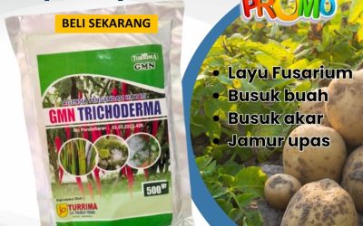 TERBUKTI! 0813-2747-3262, HARGA Fungisida Tricoderma Pasaman Barat, GMN Trichoderma Simpang Ampek, Fungisida Kota Padang