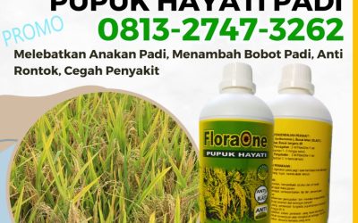 GARA GARA INI CALL 0813-2747-3262, AGEN Floraone Pupuk Hayati Bubon, Pupuk Untuk Padi Johan Pahlawan, Pupuk Padi Kaway Xvi