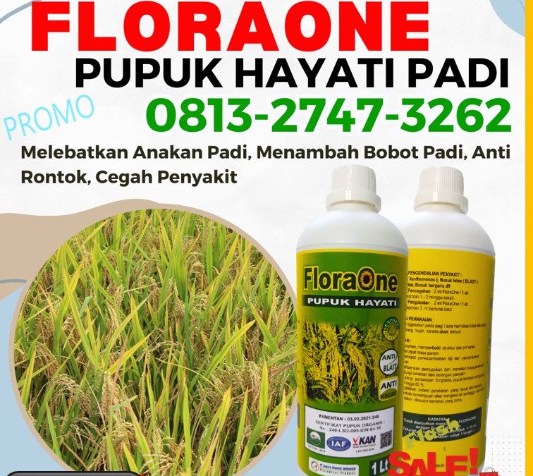 GARA GARA INI CALL 0813-2747-3262, AGEN Floraone Pupuk Hayati Bubon, Pupuk Untuk Padi Johan Pahlawan, Pupuk Padi Kaway Xvi