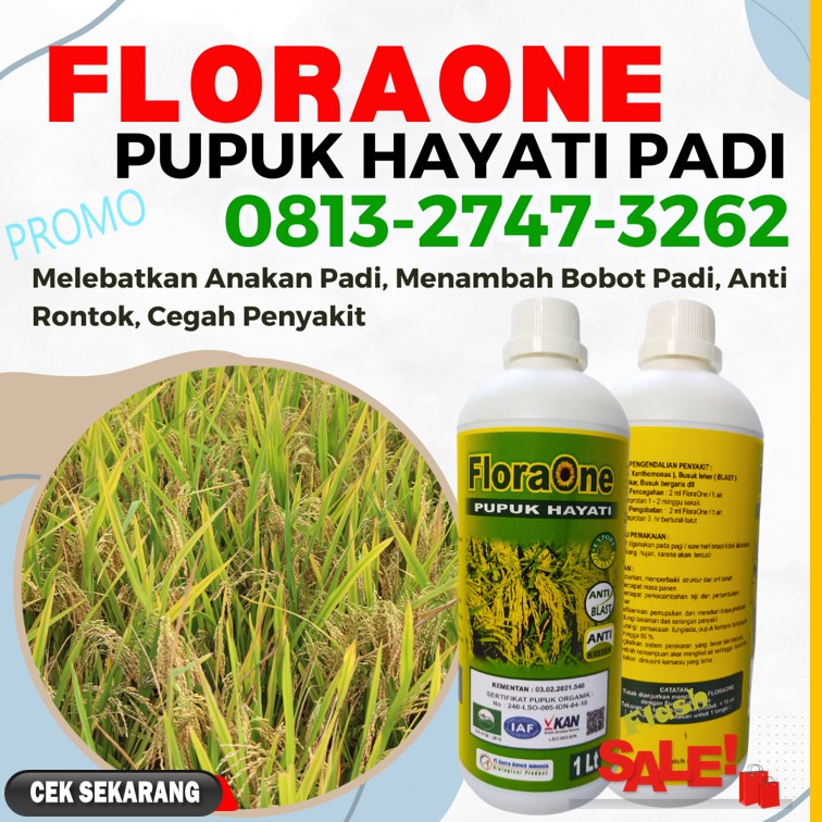 AGEN Pupuk Semprot Untuk Buah Padi Bubon, TOKO Pupuk Untuk Pengisian Bulir Padi Johan Pahlawan, Pupuk Untuk Padi Ciherang Kaway Xvi, Pupuk Cair Untuk Padi Meureubo