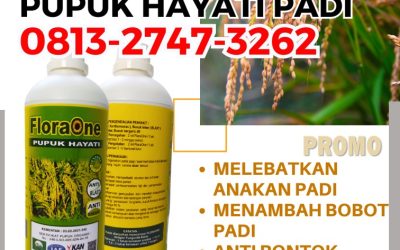 OH JADI INI CALL 0813-2747-3262, TOKO Pupuk Untuk Padi Johan Pahlawan, Pupuk Padi Kaway Xvi, Pupuk Cair Untuk Padi Meureubo