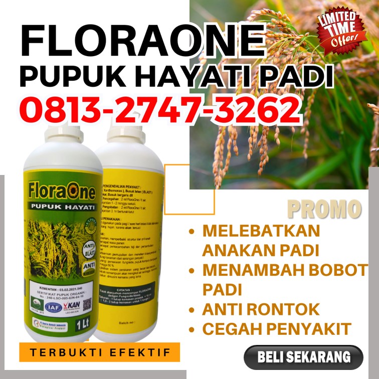 TOKO Pupuk Untuk Pengisian Bulir Padi Johan Pahlawan, SUPPLIER Pupuk Untuk Padi Ciherang Kaway Xvi, Pupuk Cair Untuk Padi Meureubo