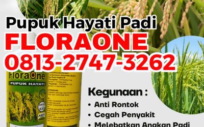 CUMA BULAN INI CALL 0813-2747-3262, SUPPLIER Pupuk Padi Kaway Xvi, Pupuk Cair Untuk Padi Meureubo, Pupuk Hayati Untuk Padi Pantai Ceuremen