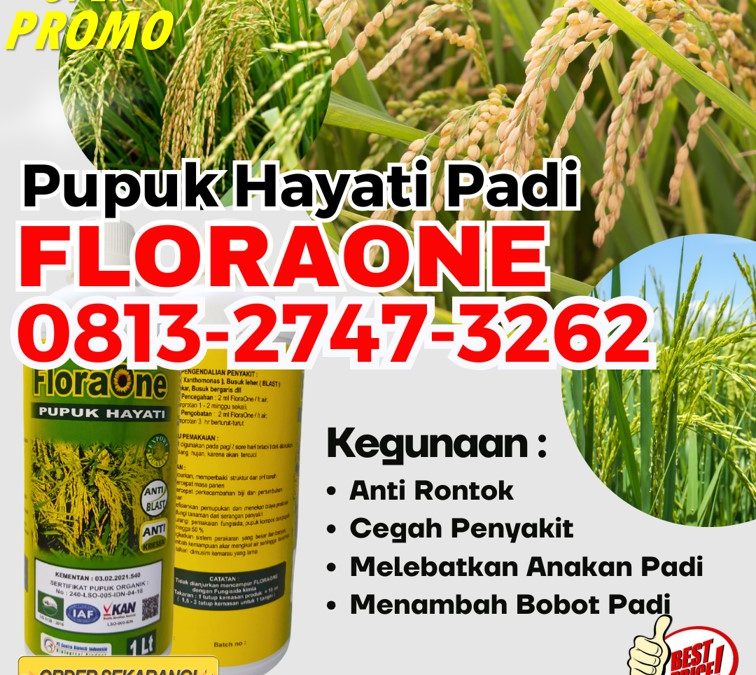 CUMA BULAN INI CALL 0813-2747-3262, SUPPLIER Pupuk Padi Kaway Xvi, Pupuk Cair Untuk Padi Meureubo, Pupuk Hayati Untuk Padi Pantai Ceuremen