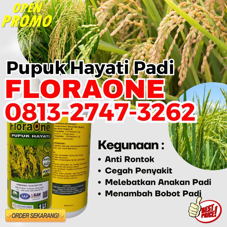 SUPPLIER Pupuk Untuk Padi Ciherang Kaway Xvi, PUSAT Pupuk Cair Untuk Padi Meureubo, Pupuk Cair Untuk Padi Umur 40 Hari Pantai Ceuremen
