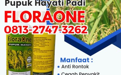 ALAMI CALL 0813-2747-3262, PUSAT Pupuk Cair Untuk Padi Meureubo, Pupuk Hayati Untuk Padi Pantai Ceuremen, Trichoderma Untuk Padi Panton Reu