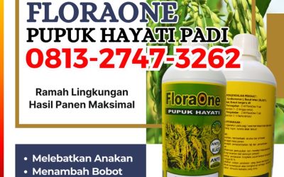 ORGANIK CALL 0813-2747-3262, JUAL Pupuk Hayati Untuk Padi Pantai Ceuremen, Trichoderma Untuk Padi Panton Reu, Floraone Pupuk Hayati Samatiga