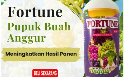 GARA GARA INI CALL 0812-2882-4834, AGEN Pupuk Untuk Anggur Kabupaten Minahasa
