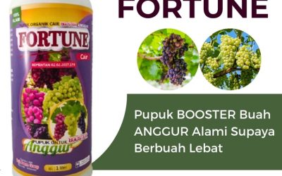 GARA GARA INI CALL 0812-2882-4834, PUSAT Pupuk Anggur Kabupaten Bolaang Mongondow, Pupuk Buah Anggur Kabupaten Bolaang Mongondow Selatan, Pupuk Untuk Anggur Kabupaten Bolaang Mongondow Timur