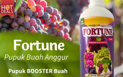 ORGANIK CALL 0812-2882-4834, AGEN Pupuk Anggur Kabupaten Kepulauan Sangihe