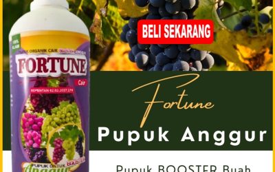 CUMA BULAN INI! CALL 0812-2882-4834, SUPPLIER Pupuk Anggur Kabupaten Minahasa Tenggara