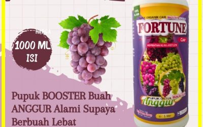 ALAMI CALL 0812-2882-4834, PUSAT Pupuk Buah Anggur Kabupaten Minahasa Utara