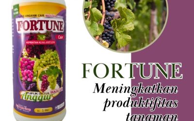 CUMA BULAN INI CALL 0812-2882-4834, GROSIR Pupuk Untuk Anggur Kabupaten Bolaang Mongondow Timur